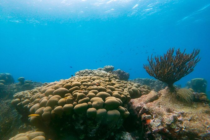 Private Snorkel With 2 Stops in Aruba - Eco-Friendly! - Reviews and Testimonials