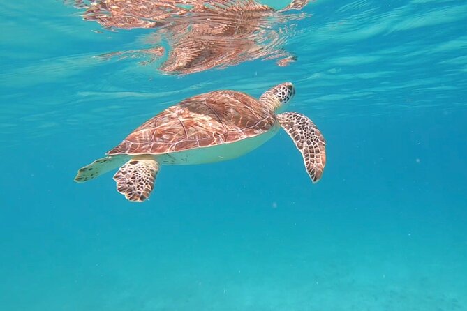 PRIVATE SNORKELING Tour and Sailing Puerto Rico W Food and Drinks - The Sum Up