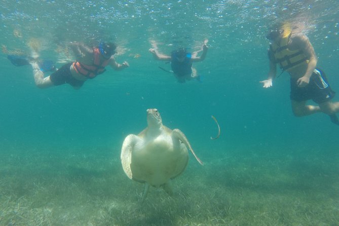 Private Snorkeling Tour With Sea Turtles at Akumal Beach  - Playa Del Carmen - Chaotic Start but Great Experience Overall (Mixed Reviews)
