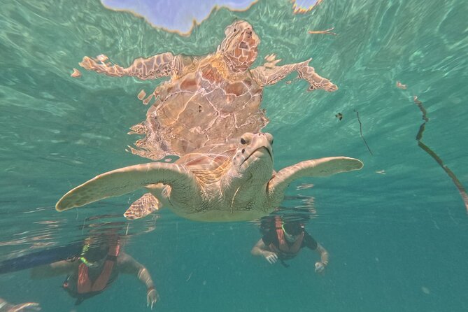 Private Snorkeling With Sea Turtles in Akumal Beach - Booking and Additional Information