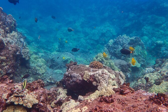 Private South Maui Turtle Town Snorkeling and Kayaking Tour - Amazing Experiences on the Tour