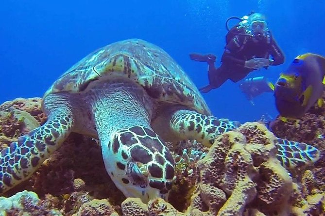 Private Three-Hour Introductory Scuba Diving Lesson  - Cozumel - Customer Reviews and Recommendations