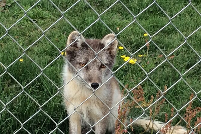 Private Tour at Artic Fox Center Valagil and Chocolate Factory - Snacks, Drinks, and Chocolate