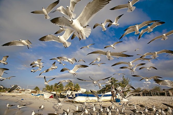 Private Tour Celestun Flamingo Watching and Beach - Pricing and Terms