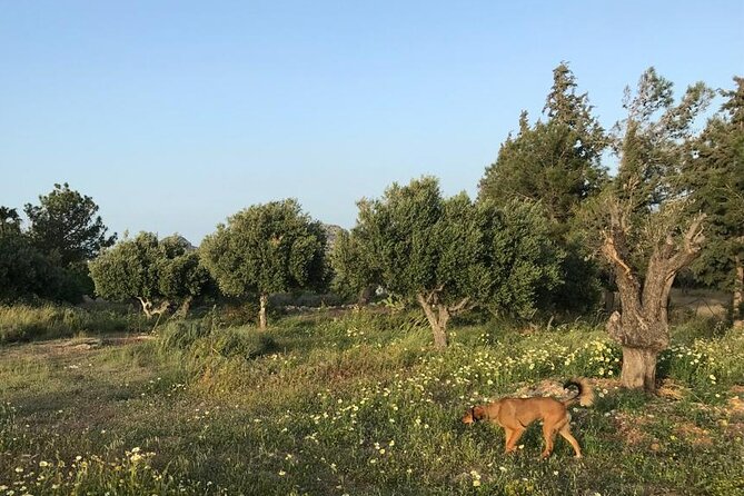 Private Tour: Discover the Secret World of Olives in Afantou - The Sum Up