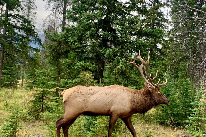 Private Tour for up to 24 Guests of Lake Louise and the Icefield Parkway - Background