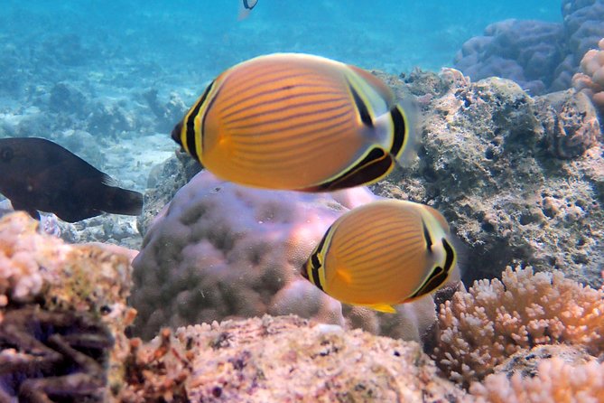 Private Tour: Full-Day Bora Bora Catamaran Sailing and Circle Island Tour - Common Questions