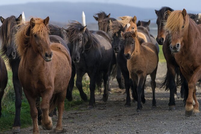Private Tour: Golden Circle Tour by Luxury SUV From Reykjavik - The Sum Up