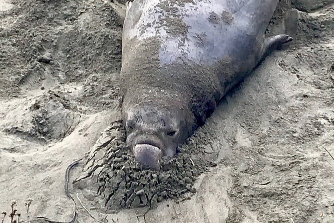 Private Tour of Californias Central Coast (San Luis Obispo-Paso Robles-Cambria) - Traveler Photos and Reviews