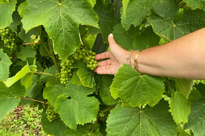 Private Tour of the Guipuzcoan Coast With Txakoli Tasting - Transportation and Logistics