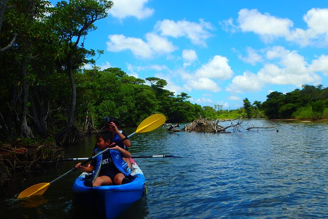 Private Tour Purple Island Mangroves Kayaking Adventure in Qatar - The Sum Up