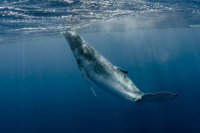 Private Tour Whale Watching BORA-BORA - Good To Know