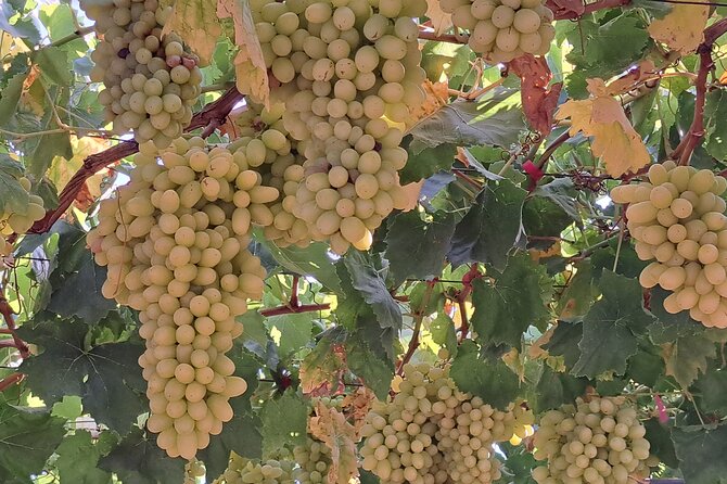Private Tour - Wine Olive Oil Tasting and Pottery - Pricing and Group Size