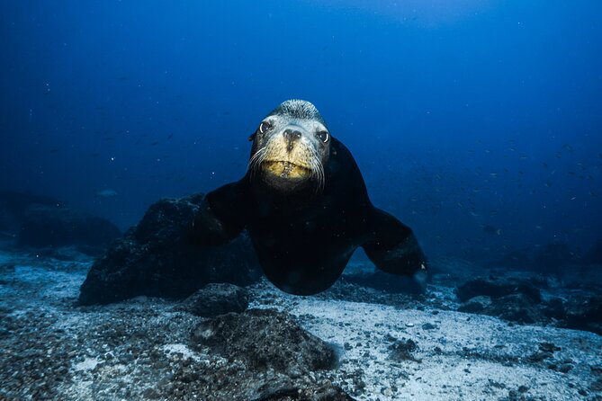 Private Trip Espiritu Santo Island - Traveler Reviews and Ratings