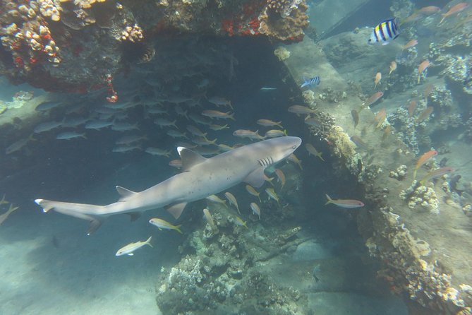 Private Two Person Scuba Dive in Kaanapali - Reviews and Ratings