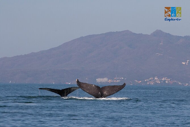 Private Whale Watching Puerto Vallarta - Questions and Price
