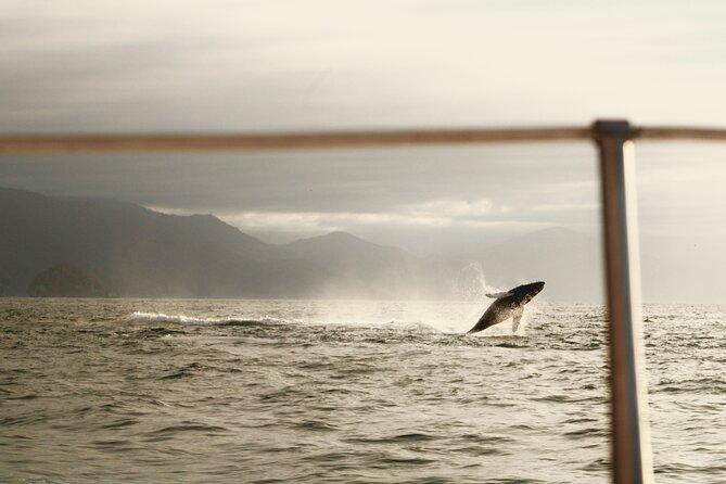 Private Whale Watching Sailing Tour - Lowest Price Guarantee