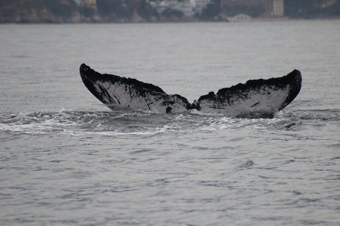 Private Whale Watching Tour in Puerto Vallarta - Booking Information