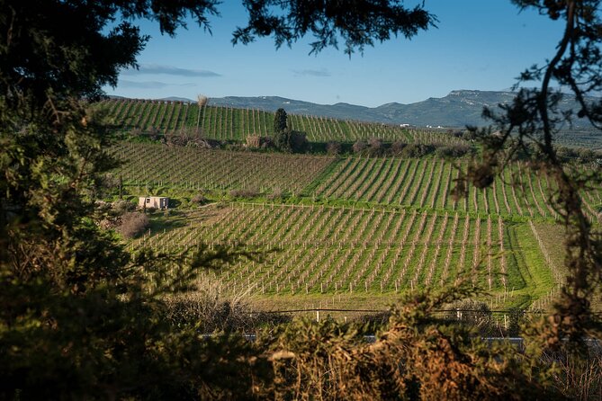 Private Wine & Food Pairing at Silva Winery (10 Labels) - Pricing and Booking