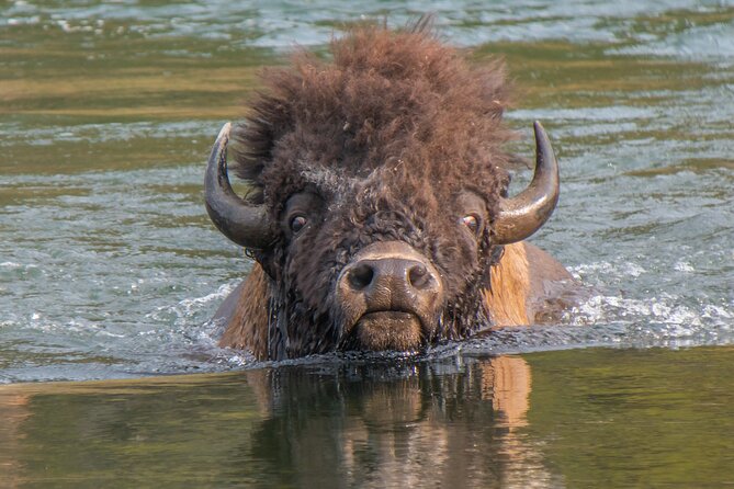 Private Yellowstone Highlights Tour - Cancellation Policy
