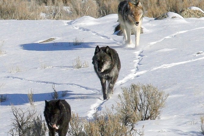 Private Yellowstone National Park Sightseeing Tour With Lunch - Pickup Points and Tour Schedule