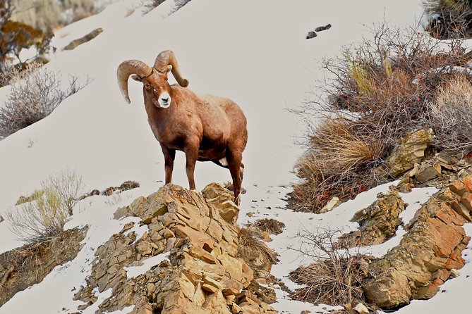 Private Yellowstone Winter Wolf Watching and Wildlife Safari - Winter Wildlife Sightings