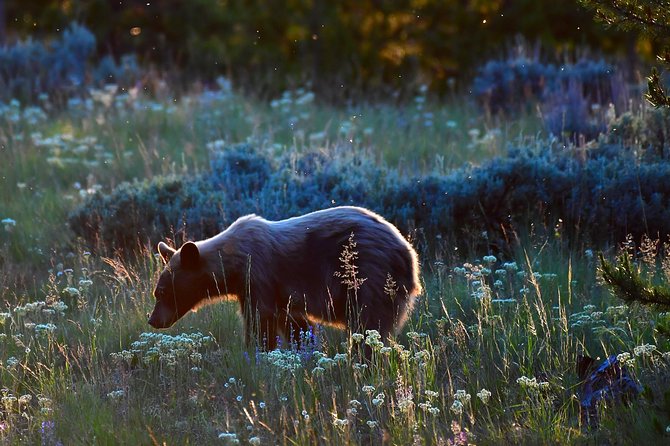 Private Yellowstone Wolf Watching & Wildlife Safari Experience - Reviews and Pricing