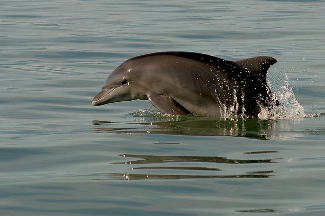 Puerto Vallarta Wildlife Boat Tour - Other Marine Animal Spotting