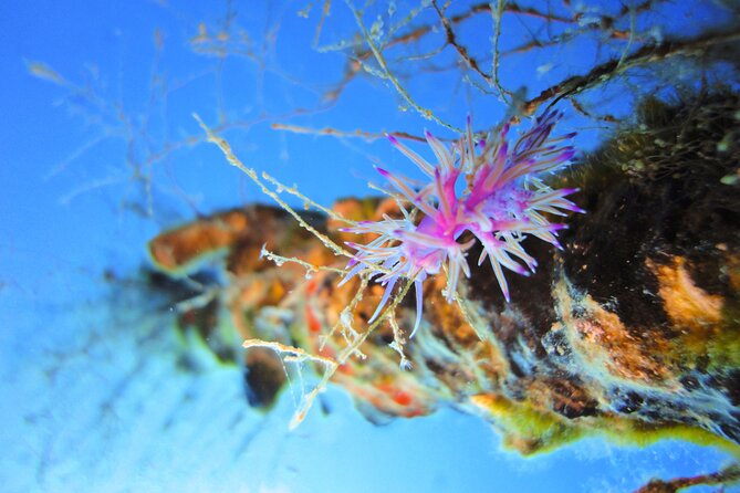 Qualified Diver 1 Tank Dive in Mykonos - Whats Included
