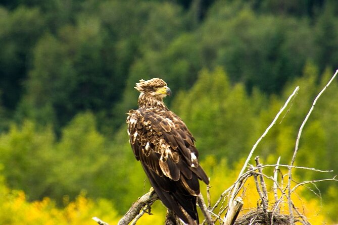 Rafting to Chilkat Bald Eagle Preserve From Haines - Cancellation Policy
