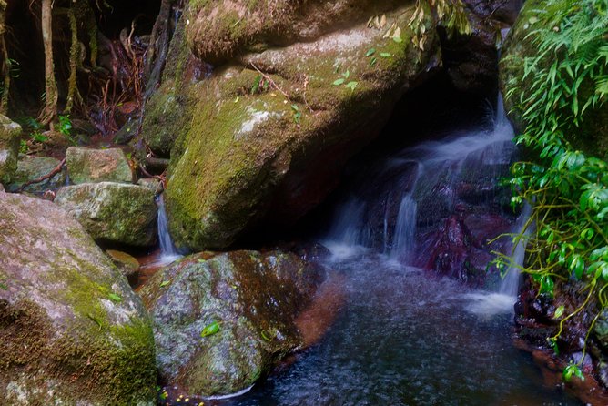 Rainforest Night Walk in Surfers Paradise - Cancellation Policy