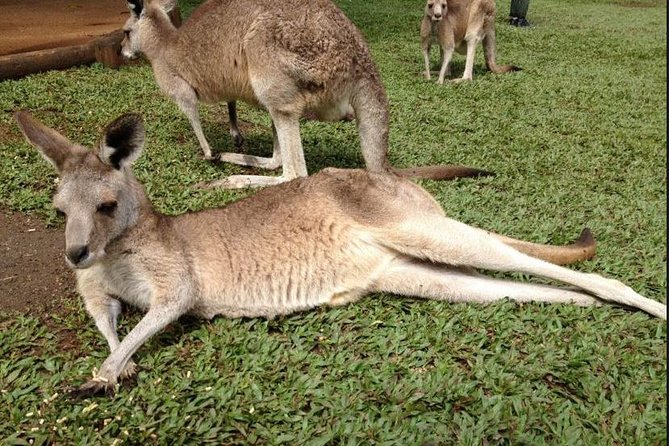 Rainforestation Day Tour Including River Boat & Skyrail  - Cairns & the Tropical North - Cancellation Policy