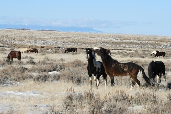 Red Canyon Mustang Tour 8am - Traveler Photos