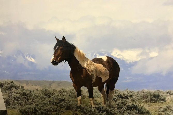 Red Canyon Wild Mustang Tour 5:00 - Traveler Photos and Reviews