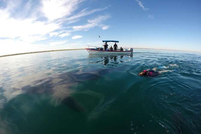 Reduced Group Whale Shark Tour - Reviews