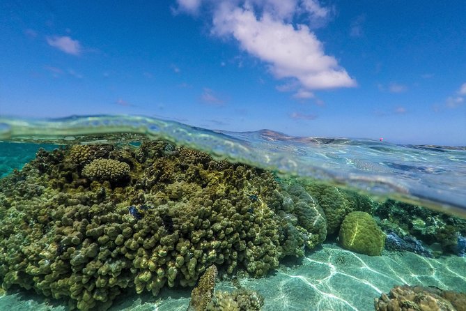 Reef Discovery Half Day Group Signature Tour - Overall Experience