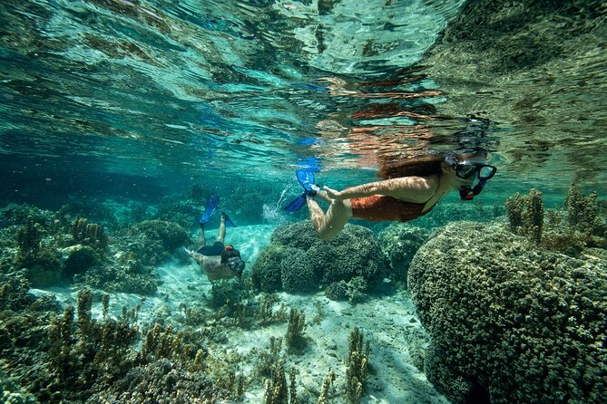 Reef Discovery Luxury Private Snorkeling Lagoon Tour - Common Questions
