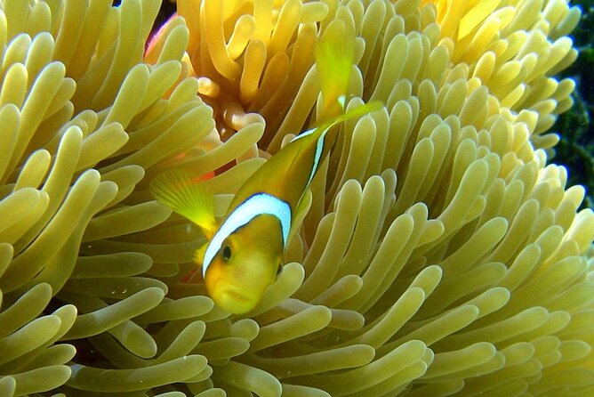 Reef Discovery Luxury Water Lunch Cruise - Common Questions