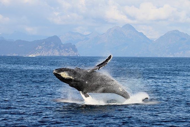 Resurrection Bay and Kenai Fjords Gray Whale Watching Cruise  - Seward - Common Questions