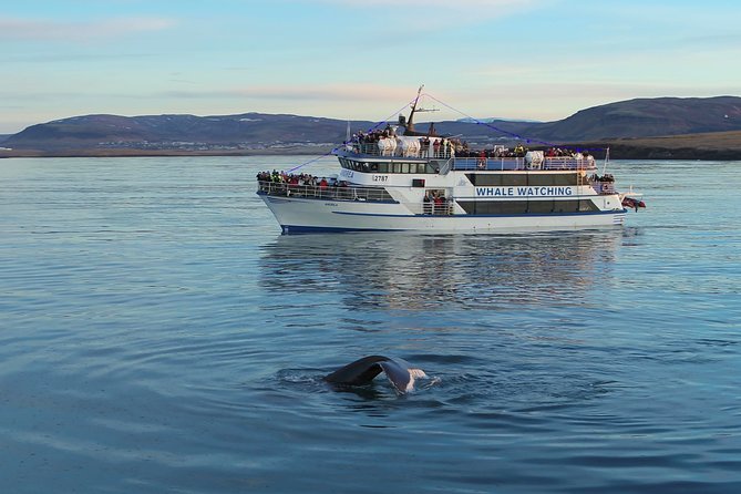 Reykjavik Shore Excursion: Whale-Watching Cruise - Logistics and Meeting Points