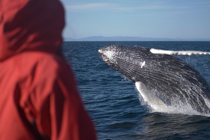 Reykjavik Two-In-One: Whales & Puffins - Reviews and Experiences