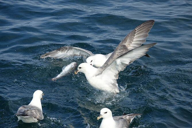 Reykjaviks Finest Catch: Guided Sea Angling Tour - General Information