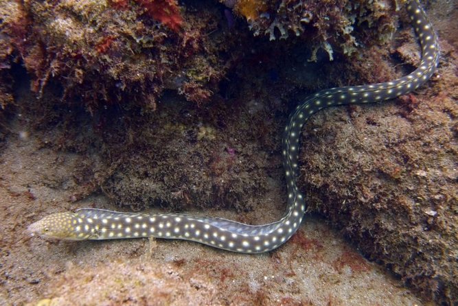 Rincon Snorkeling Adventure - Common Questions