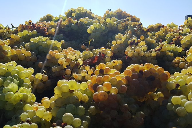Rioja Full Experience Tour From San Sebastian With Lunch - Additional Information and Contact Details