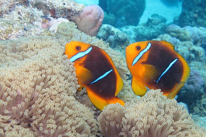 Romantic Dive for Beginners in Bora Bora (2 People) With Video - Tour Details