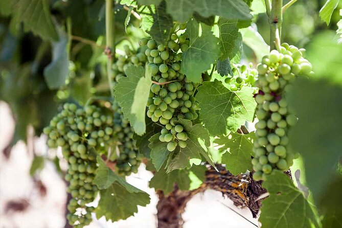 Ronda Organic Wine Tour From Marbella - Common Questions