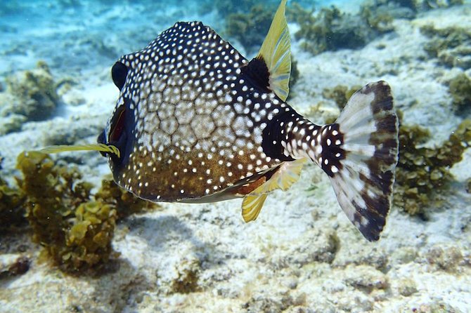 Sailing and Snorkeling Day Tour to Les Saintes - Additional Information