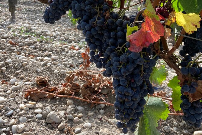 Saint Emilion Castle and Village Wine Tour - Exploring the Charming Village