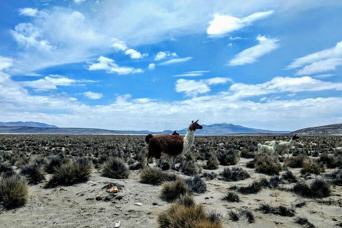 Salinas Salt Lagoon Private Tour - Day Trip From Arequipa - Pricing and Inclusions