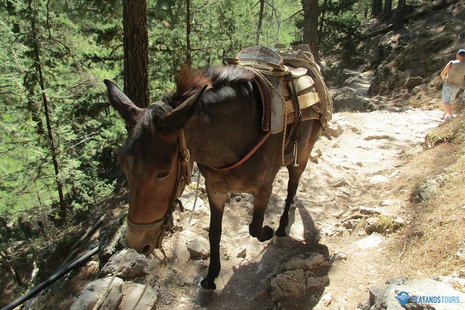 Samaria Gorge Trek: Full-Day Excursion From Chania - Traveler Photos and Reviews